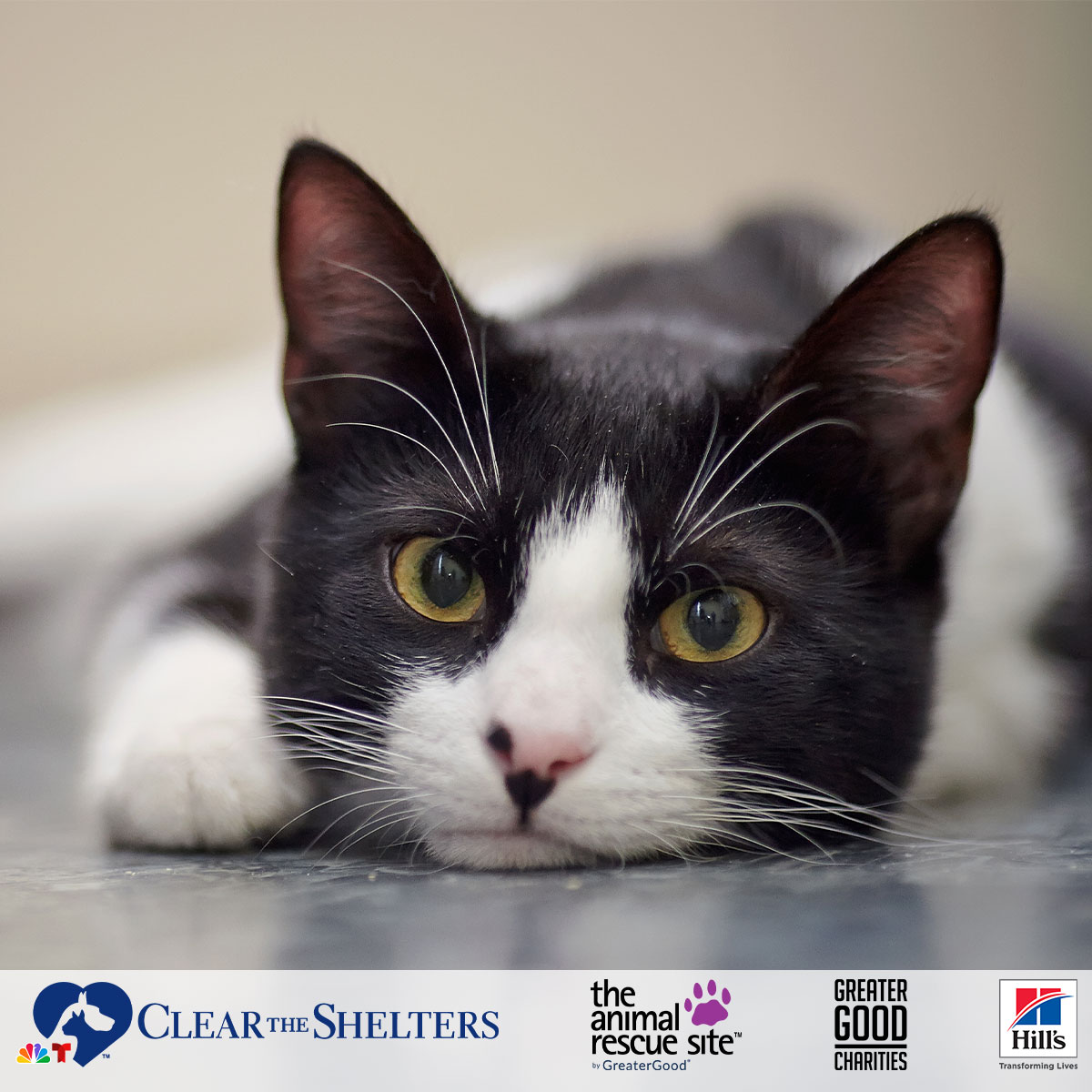 2023 NBCUniversal Local’s Clear the Shelters™ Pet Adoption Campaign