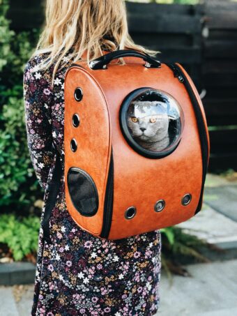 Cat traveling in a backpack